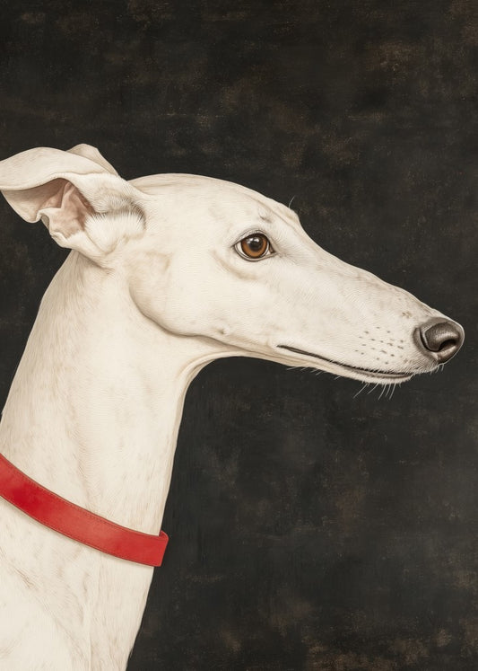 Galgo Branco