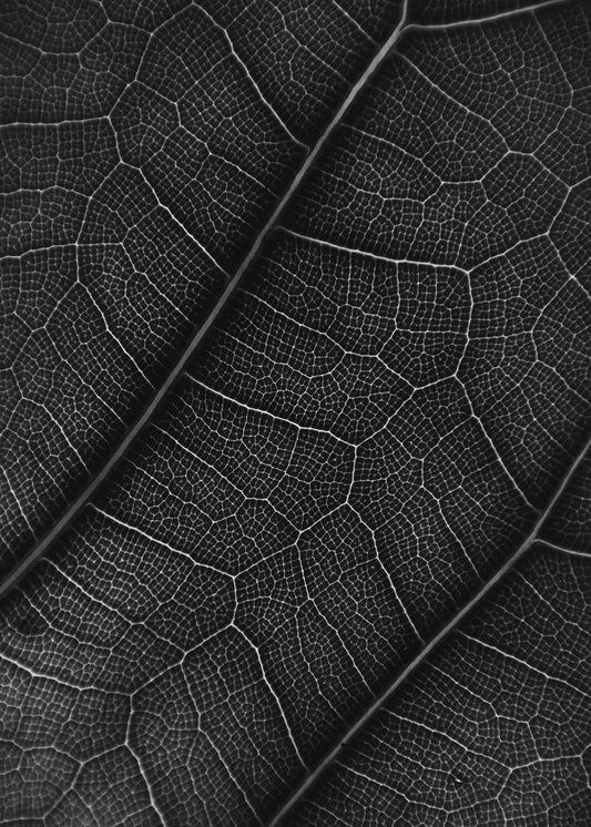 Geometria da Natureza