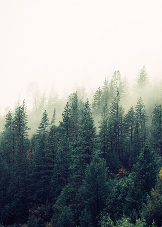 Entre Neblina e Verde