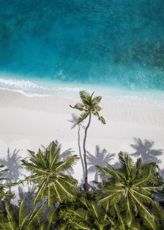 Sombra das Palmeiras