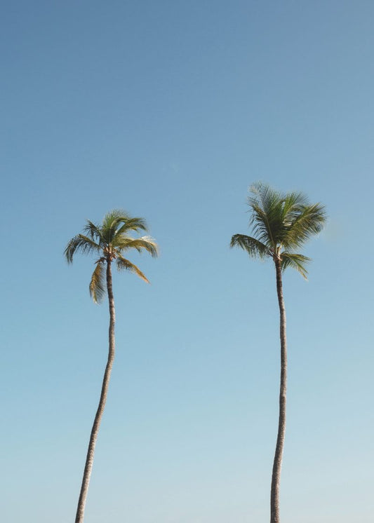 Companheiras do Vento