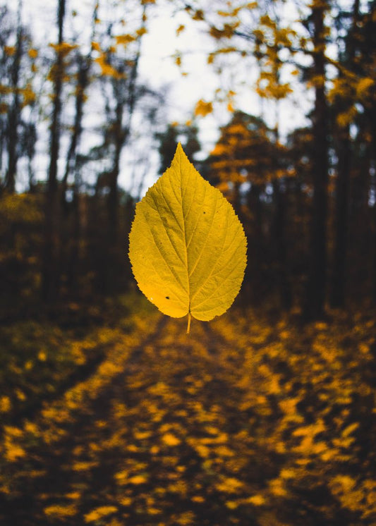Folha do Outono
